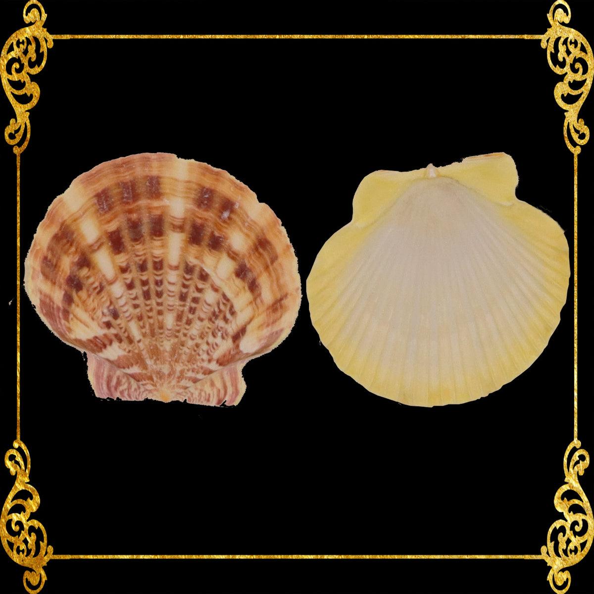 Macarense | Great Scallop | Pecten Maximus