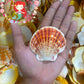 1 Kilo | Macarense | King Scallop | Seashells | Sea shells