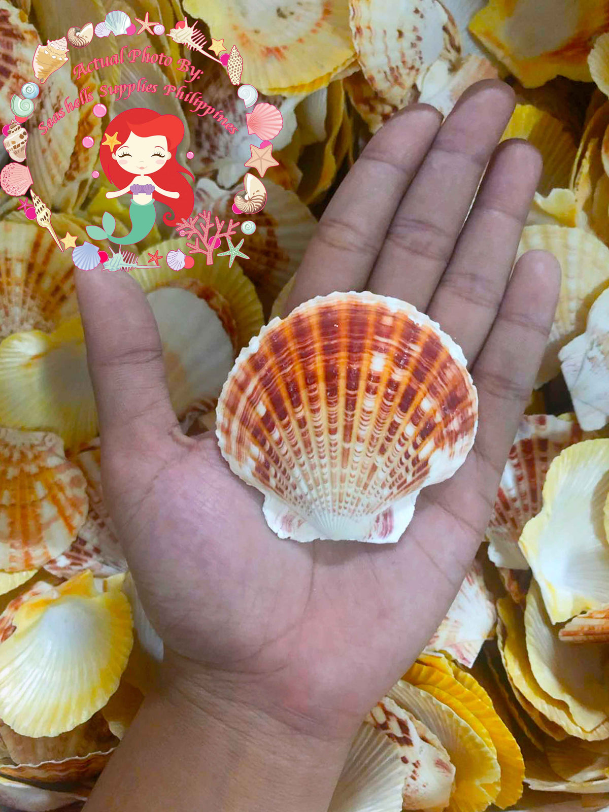 Macarense | Great Scallop | Pecten Maximus