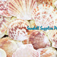 1 Kilo | Macarense | King Scallop | Seashells | Sea shells