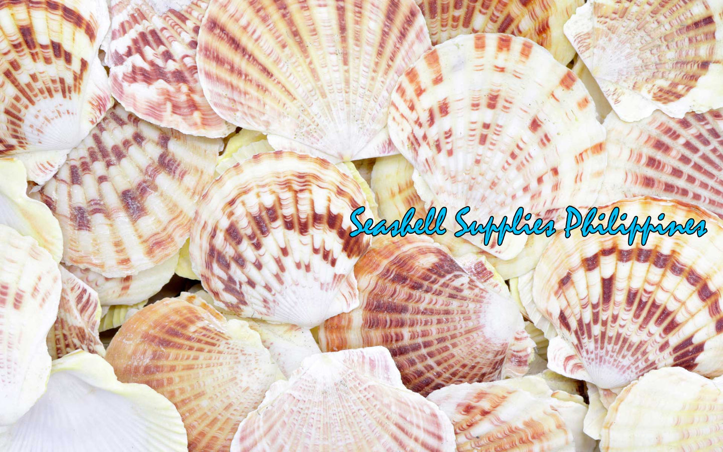 1 Kilo | Macarense | King Scallop | Seashells | Sea shells