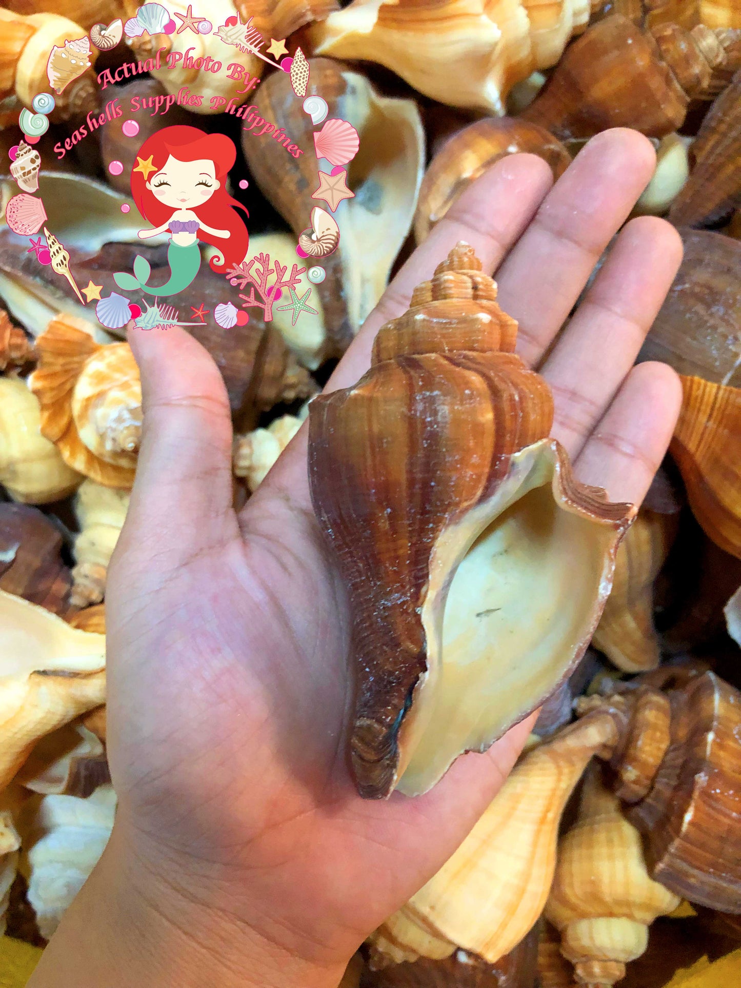 1 Kilo | Melongina Cavite | Spiral Melongina | Seashells | Sea shells