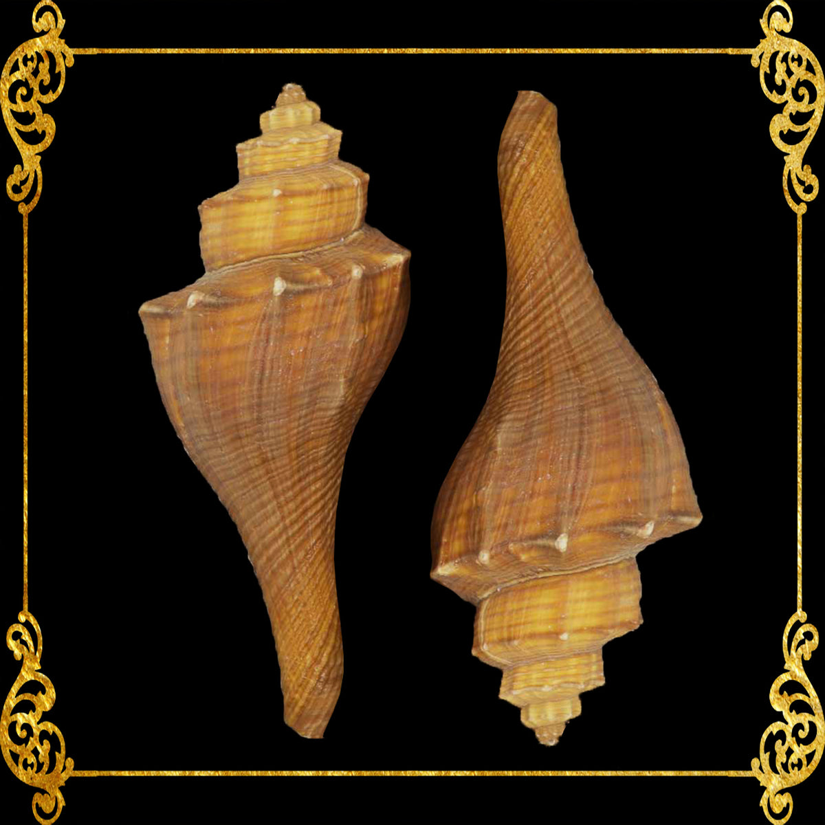 Melongina Bicol Long | Tuba False Fusus | Hemifusus Carinifer