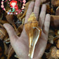 1 Kilo | Melongina Bicol Long | Tuba False Fusus | Seashells | Sea shells