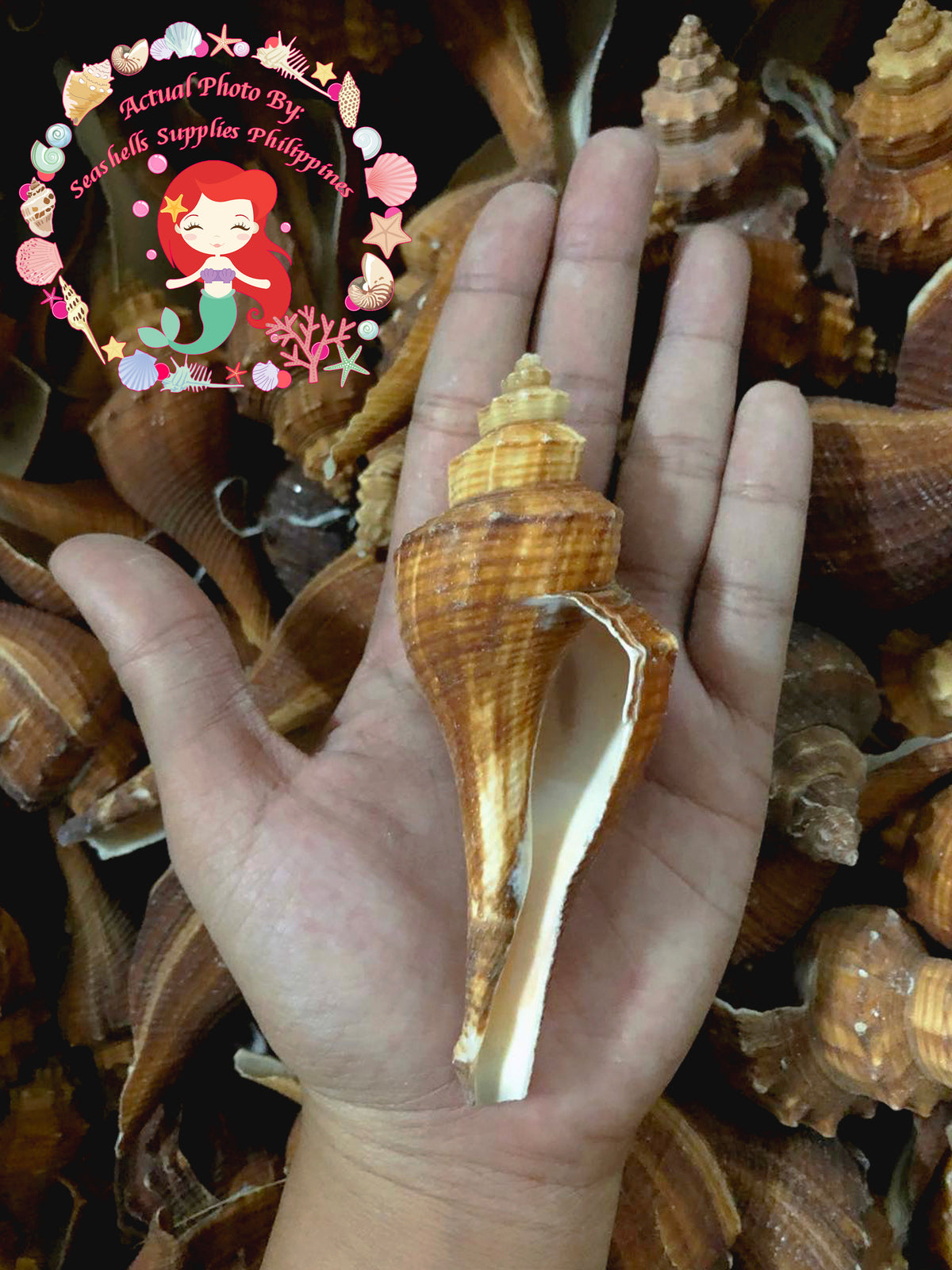 Melongina Bicol Long | Tuba False Fusus | Hemifusus Carinifer