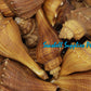 1 Kilo | Melongina Bicol Long | Tuba False Fusus | Seashells | Sea shells