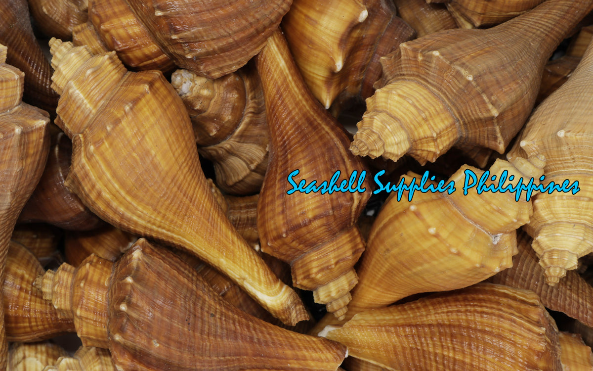 Melongina Bicol Long | Tuba False Fusus | Hemifusus Carinifer