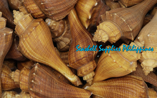 1 Kilo | Melongina Bicol Long | Tuba False Fusus | Seashells | Sea shells