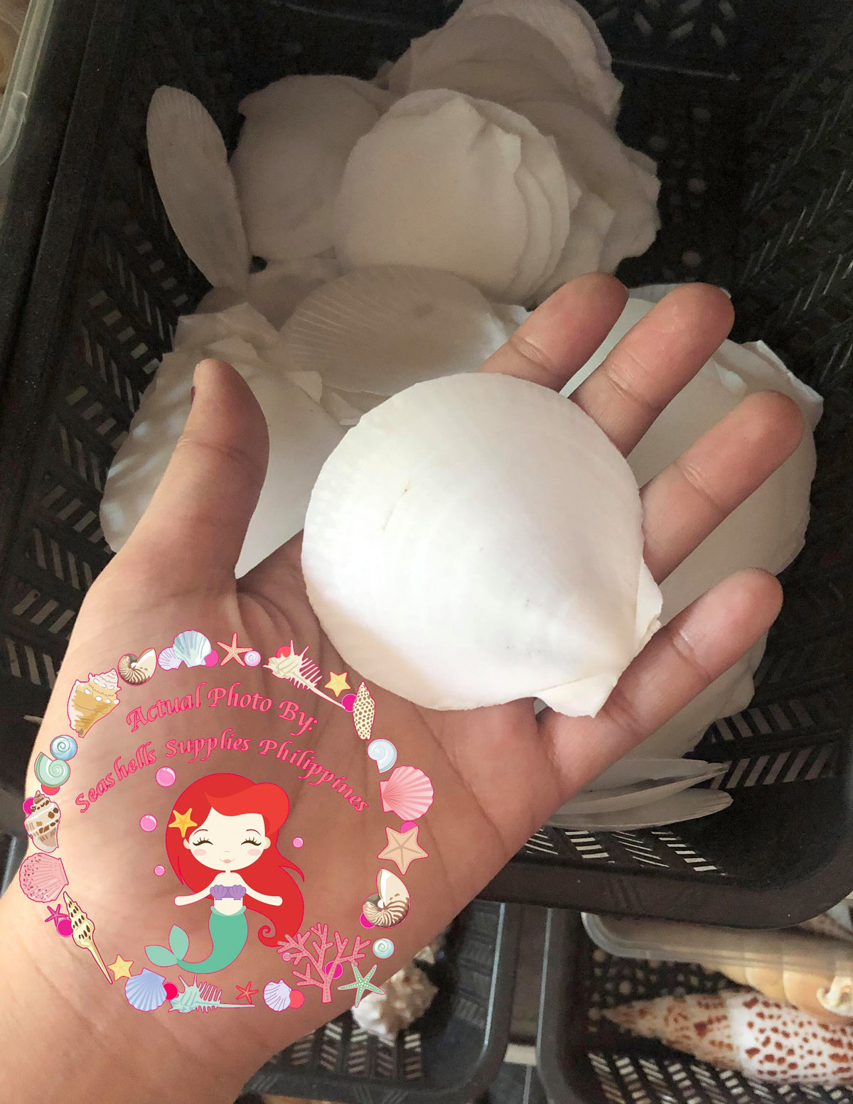 Moon Scallop | Asian Moon Scallop | Amusium Pleuronectes (White)