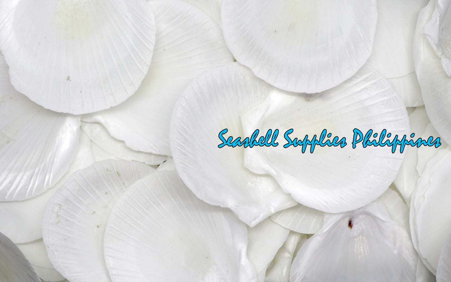 1 Kilo | Moon Scallop | Asian Moon Scallop | White | Seashells | Sea shells