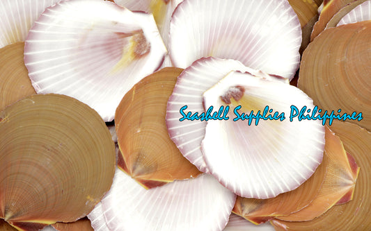 1 Kilo | Moon Scallop | Asian Moon Scallop | Brown | Seashells | Sea shells