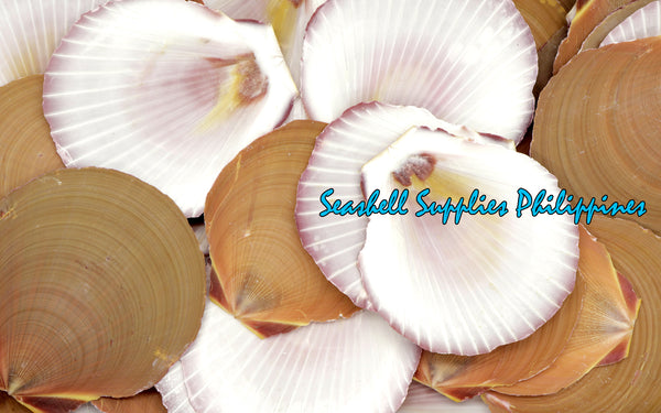Moon Scallop | Asian Moon Scallop | Amusium pleuronectes (Brown)