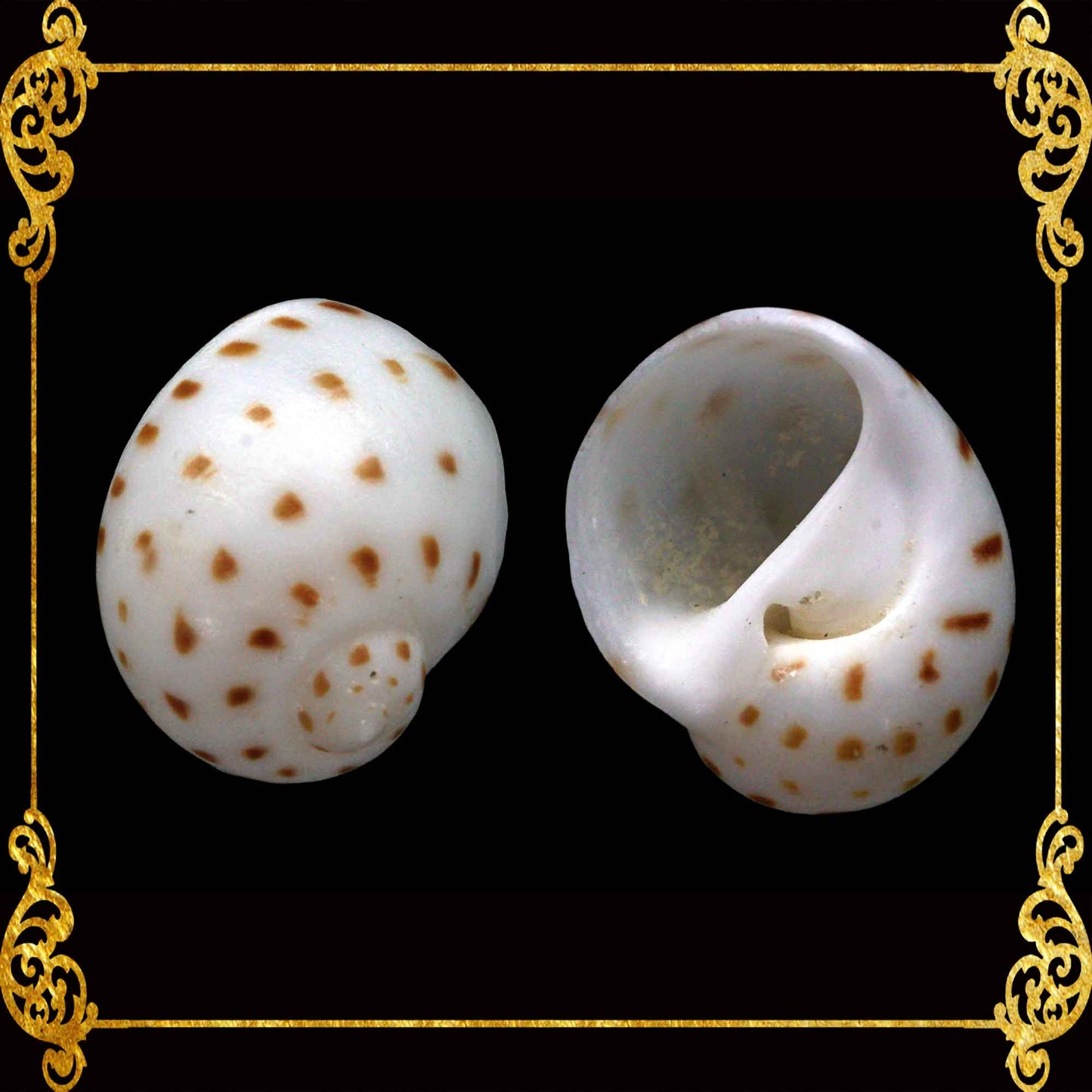 1 Kilo | Moonshell | New Zealand Moon | Dotted | Seashells | Sea shells