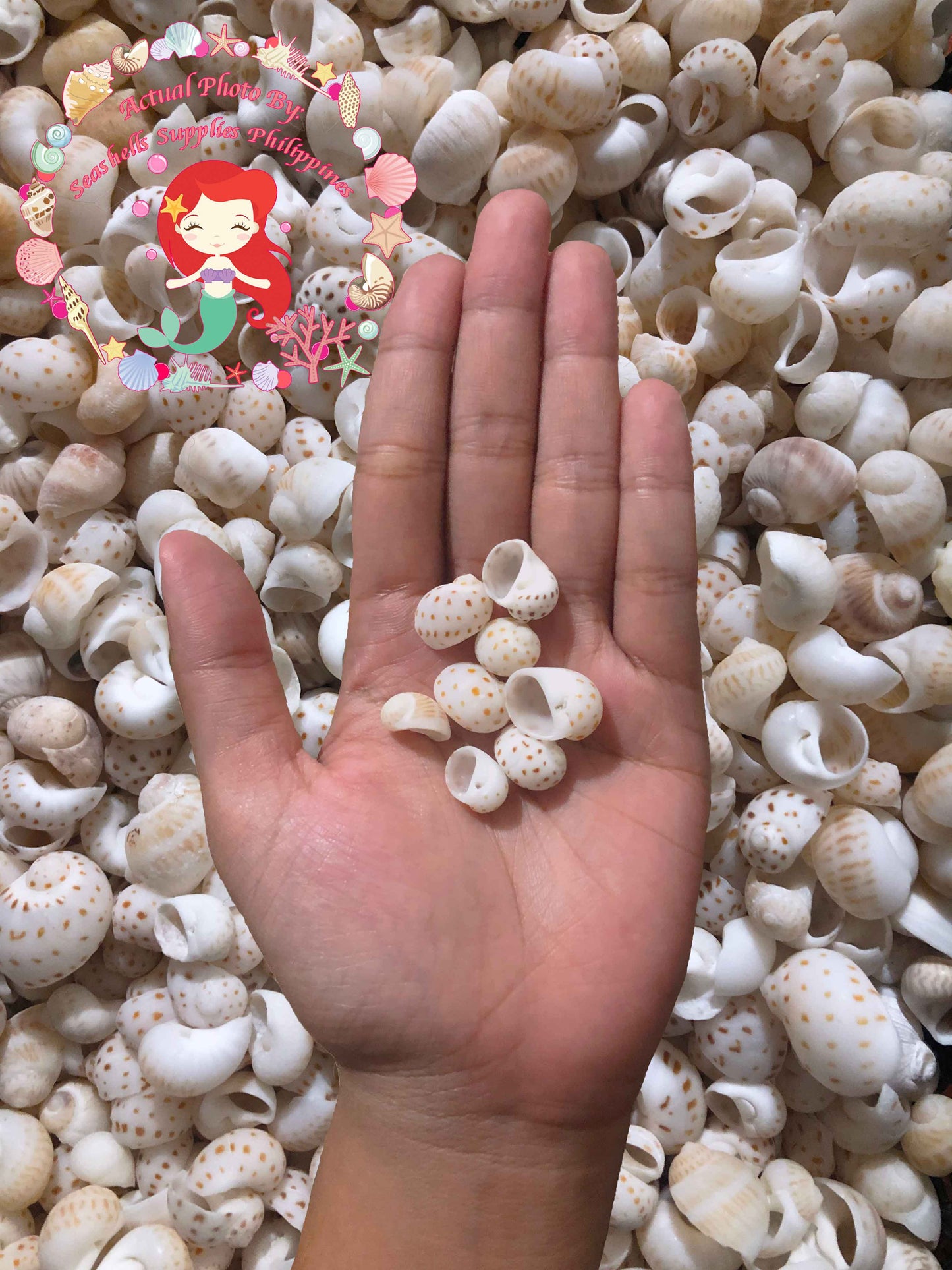 1 Kilo | Moonshell | New Zealand Moon | Dotted | Seashells | Sea shells