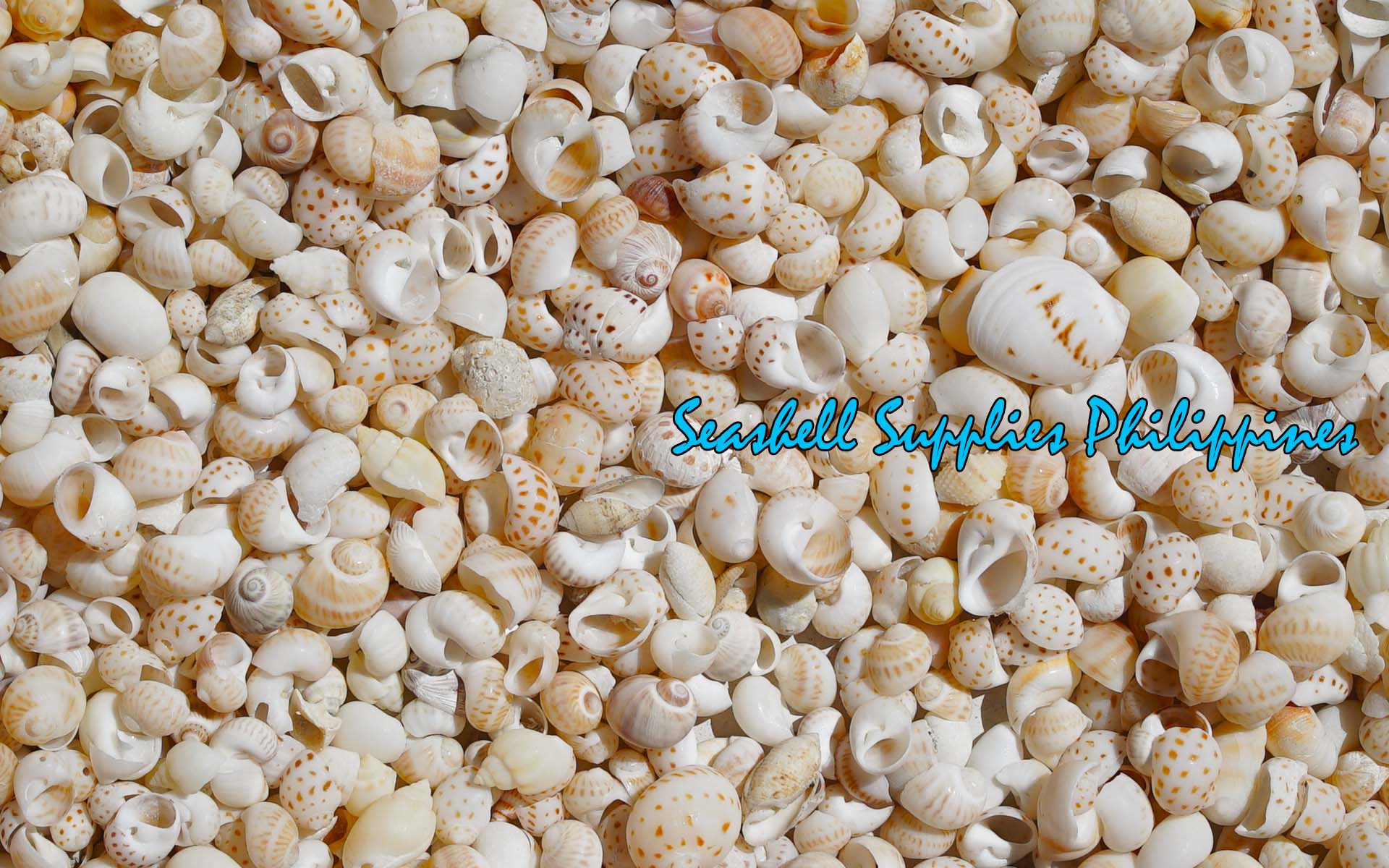 1 Kilo | Moonshell | New Zealand Moon | Dotted | Seashells | Sea shell ...