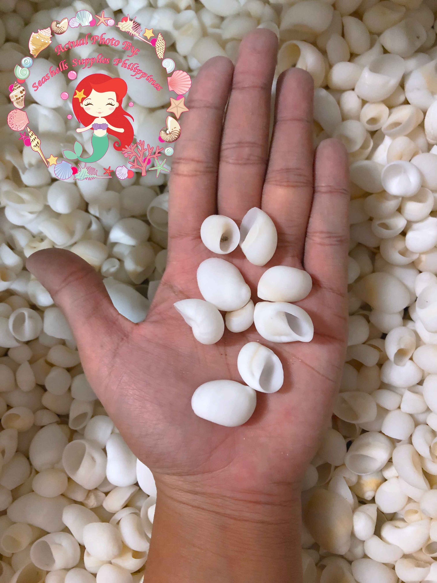 1 Kilo | Moonshell | New Zealand Moon | White | Seashells | Sea shells
