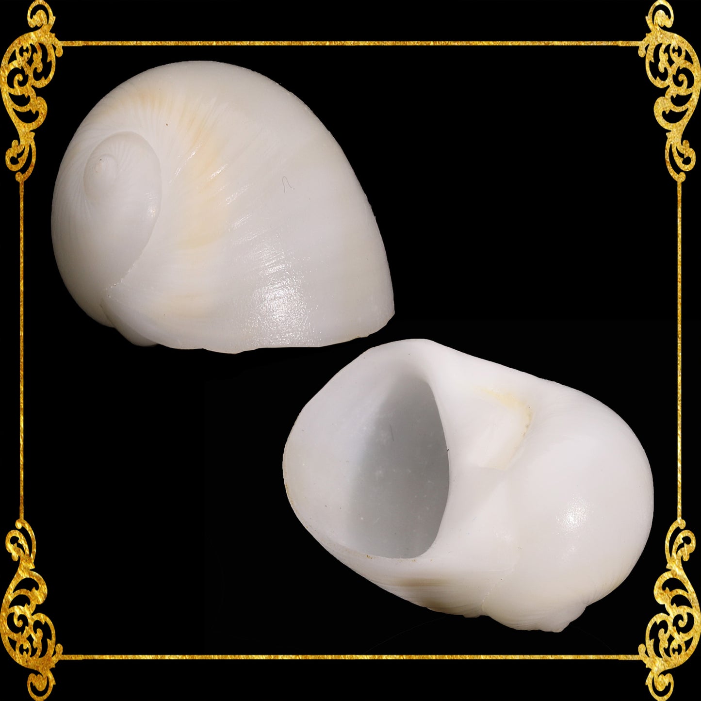 500 Grams | Moonshell | New Zealand Moon | White