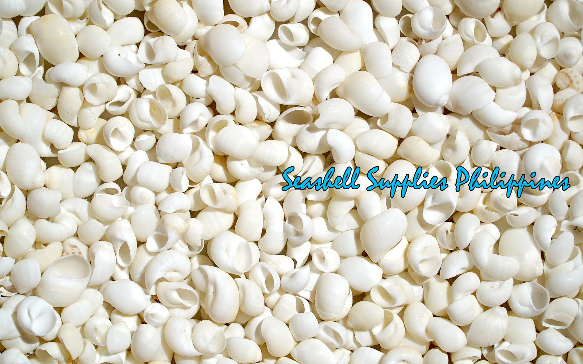 Moonshell | White New Zealand Moon | Natica albula