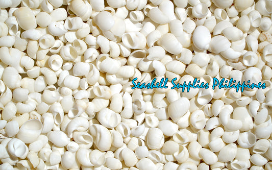 1 Kilo | Moonshell | New Zealand Moon | White | Seashells | Sea shells