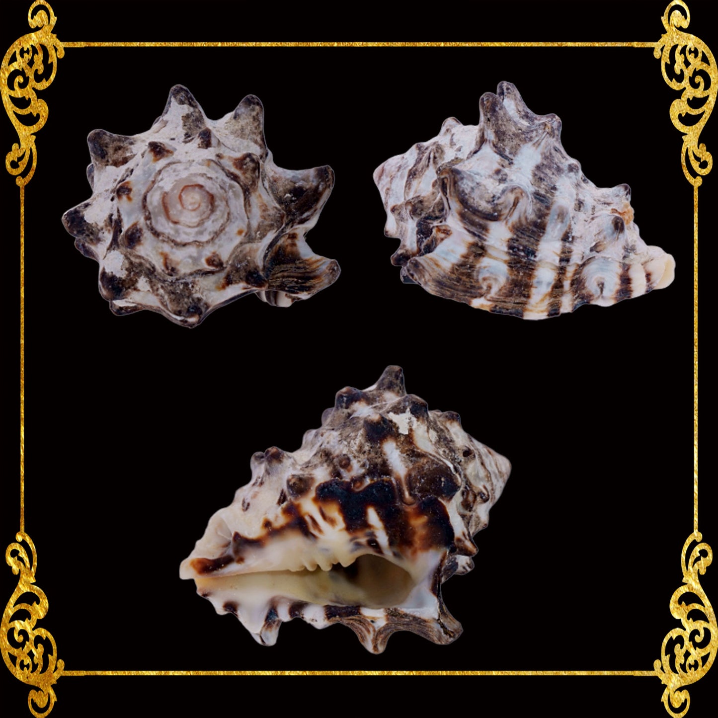 1 Kilo | Murex Indivia | Endive Murex | Hexaplex Cichoreum | Seashells | Sea shells