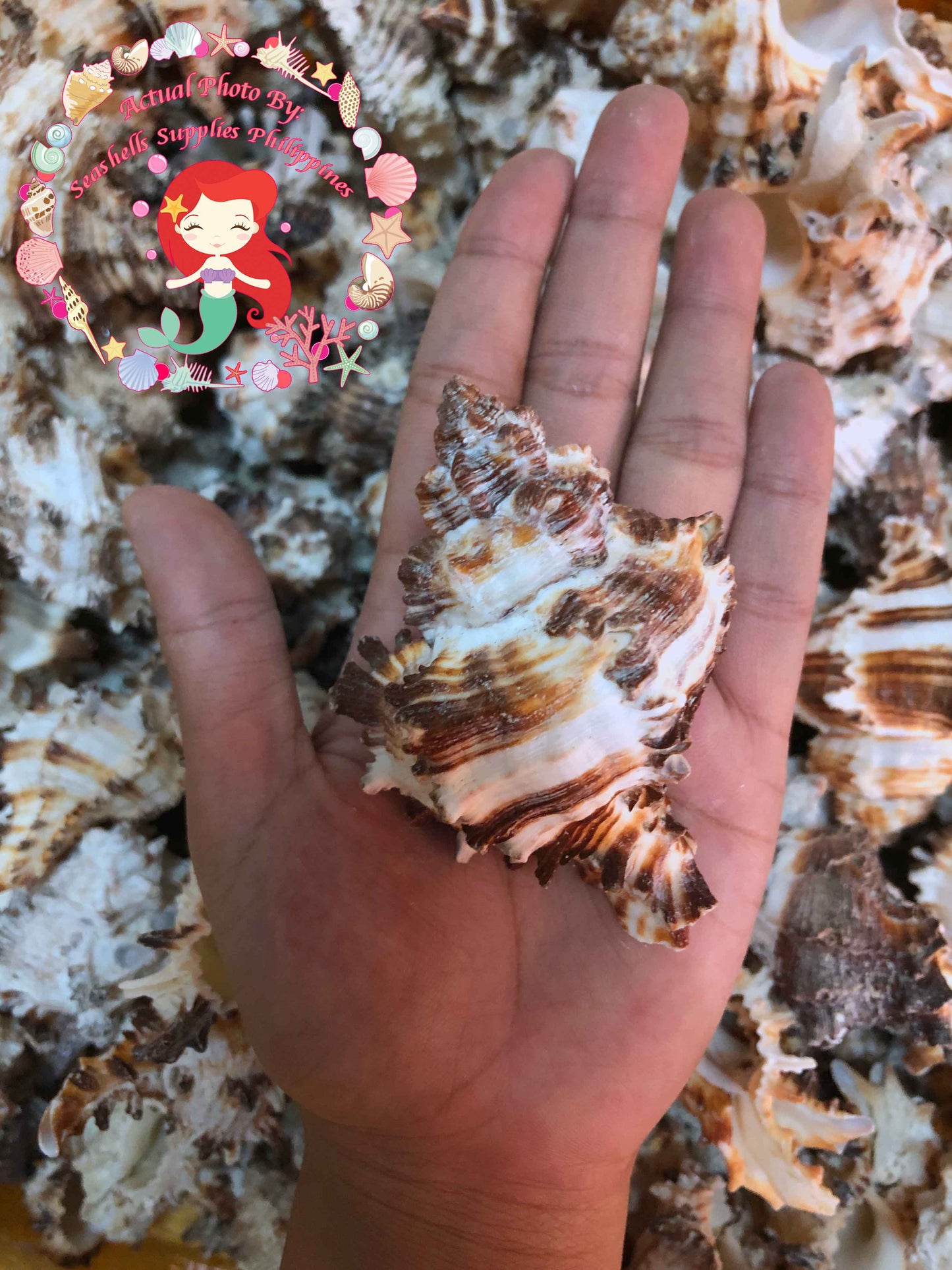 1 Kilo | Murex Indivia | Endive Murex | Hexaplex Cichoreum | Seashells | Sea shells