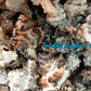 1 Kilo | Murex Indivia | Endive Murex | Hexaplex Cichoreum | Seashells | Sea shells