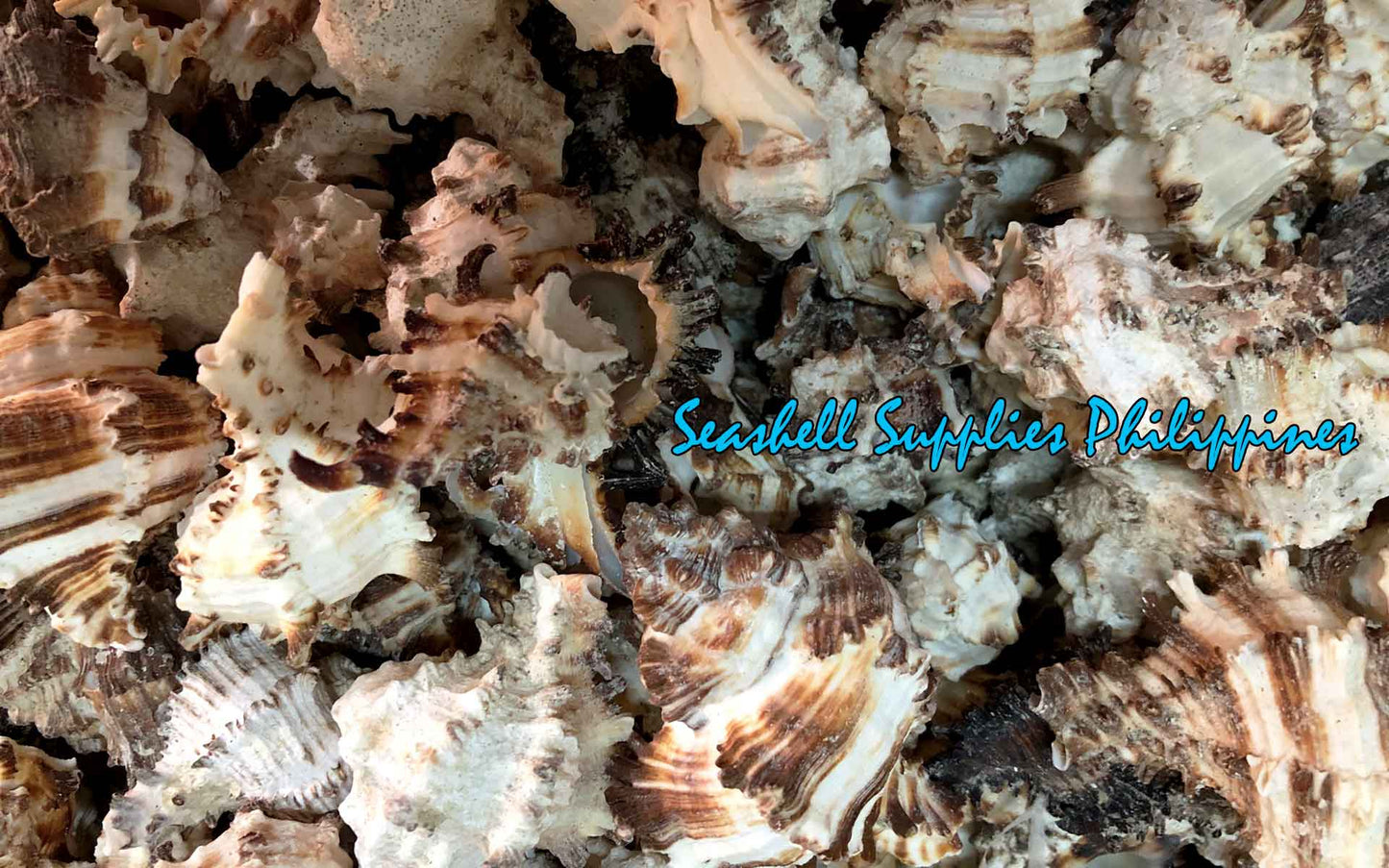 1 Kilo | Murex Indivia | Endive Murex | Hexaplex Cichoreum | Seashells | Sea shells