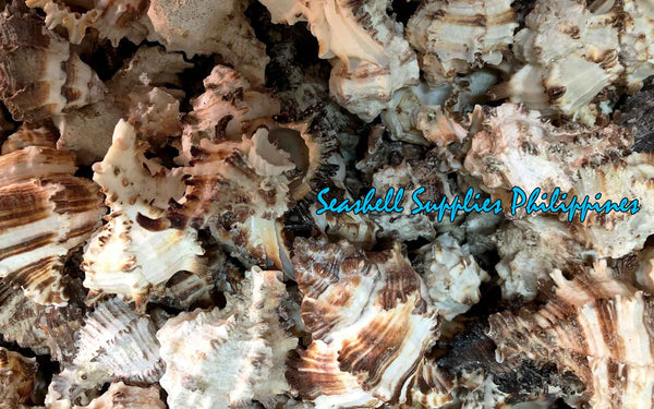 Murex | Endive Murex | Hexaplex Choreum
