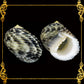 1 Kilo | Neritas | Waved Nerite | Big Round | Seashells | Sea shells