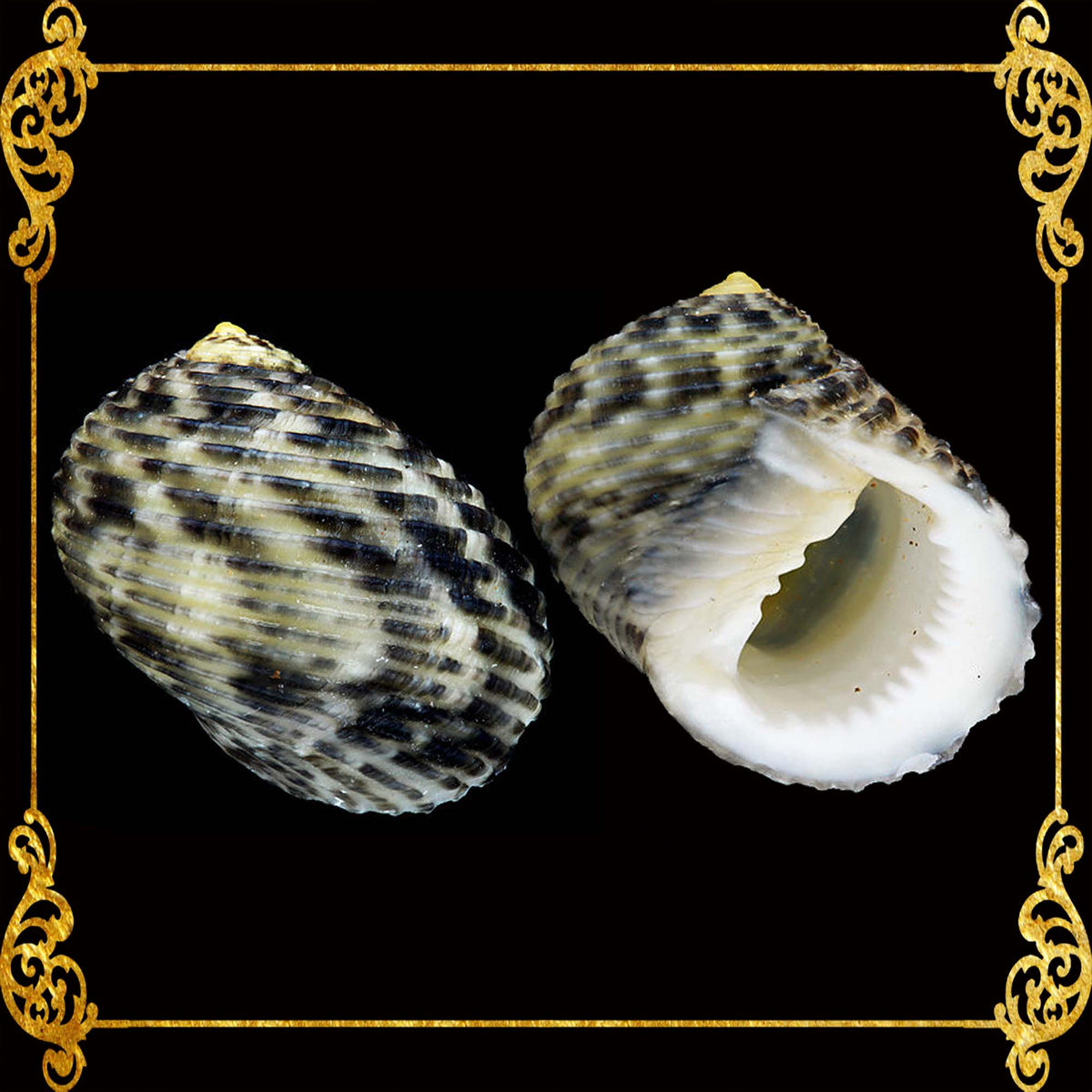 Nerita | Waved Nerite | Nerita Undata (Large Round)