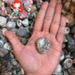 1 Kilo | Neritas | Waved Nerite | Big Round | Seashells | Sea shells