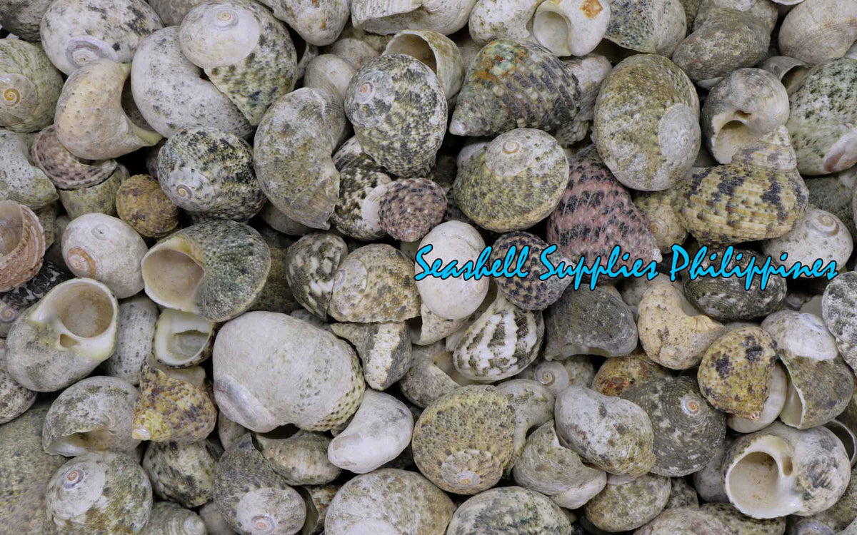 Nerita | Waved Nerite | Nerita Undata (Large Round)