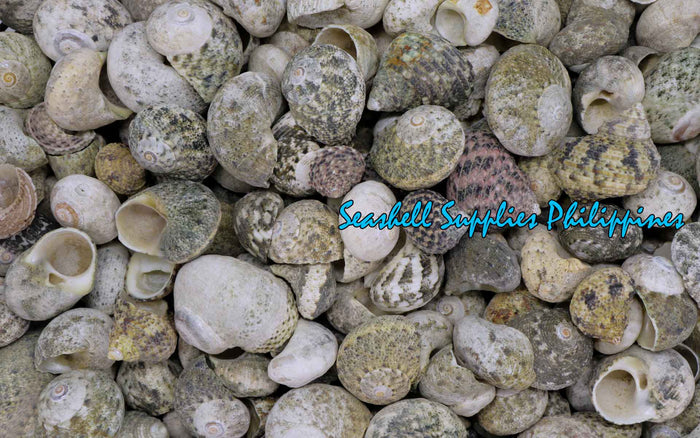 Nerita | Waved Nerite | Nerita Undata (Large Round)