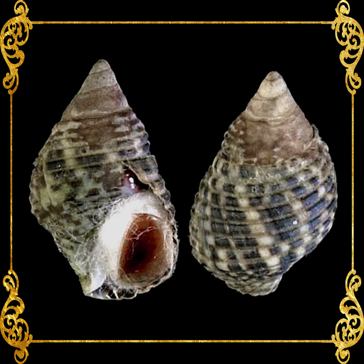 Nerita | Waved Nerite | Nerita undata (Flat Dotted)