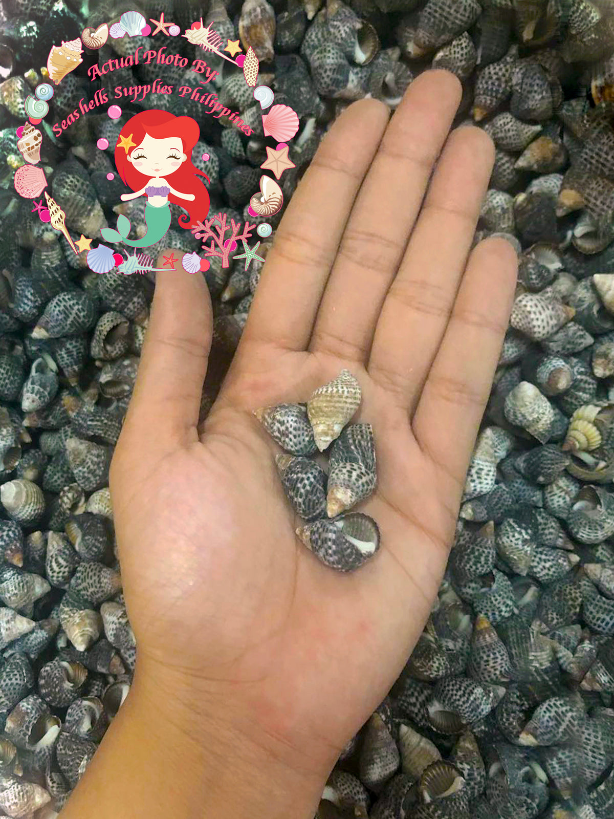 Nerita | Waved Nerite | Nerita undata (Flat Dotted)