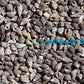 1 Kilo | Neritas | Waved Nerite | Flat | Seashells | Sea shells
