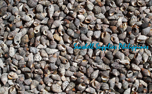 1 Kilo | Neritas | Waved Nerite | Flat | Seashells | Sea shells