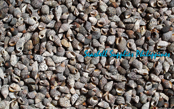 Nerita | Waved Nerite | Nerita undata (Flat Dotted)