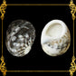 500 Grams | Neritas | Waved Nerite | Small Round