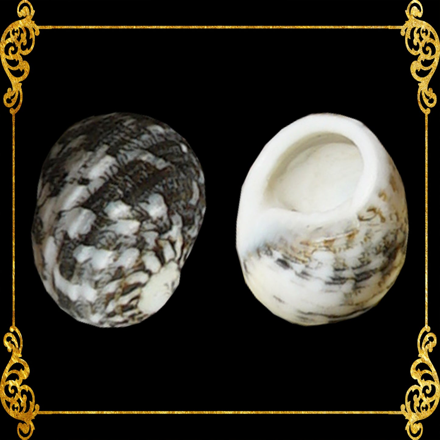 500 Grams | Neritas | Waved Nerite | Small Round