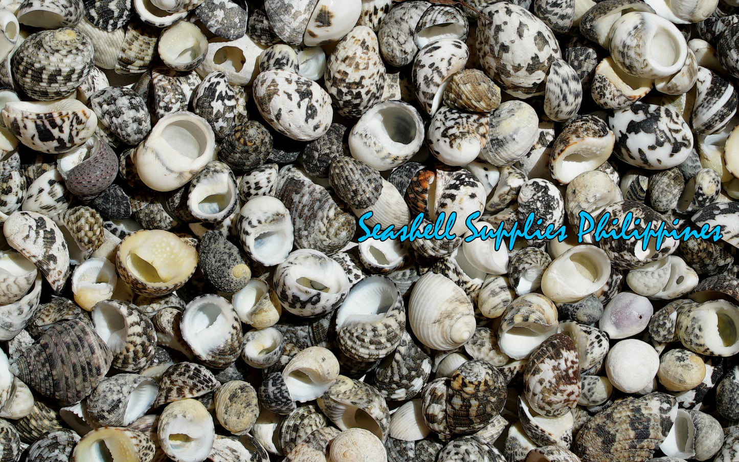 500 Grams | Neritas | Waved Nerite | Small Round
