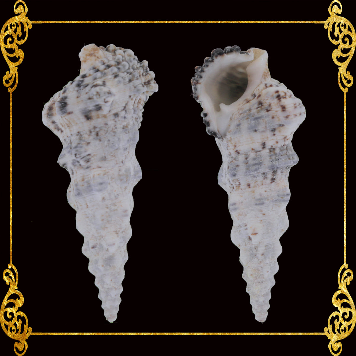 Nodulossum | Giant Knobbed Cerith | Cerithium nodulosum var. gigantea