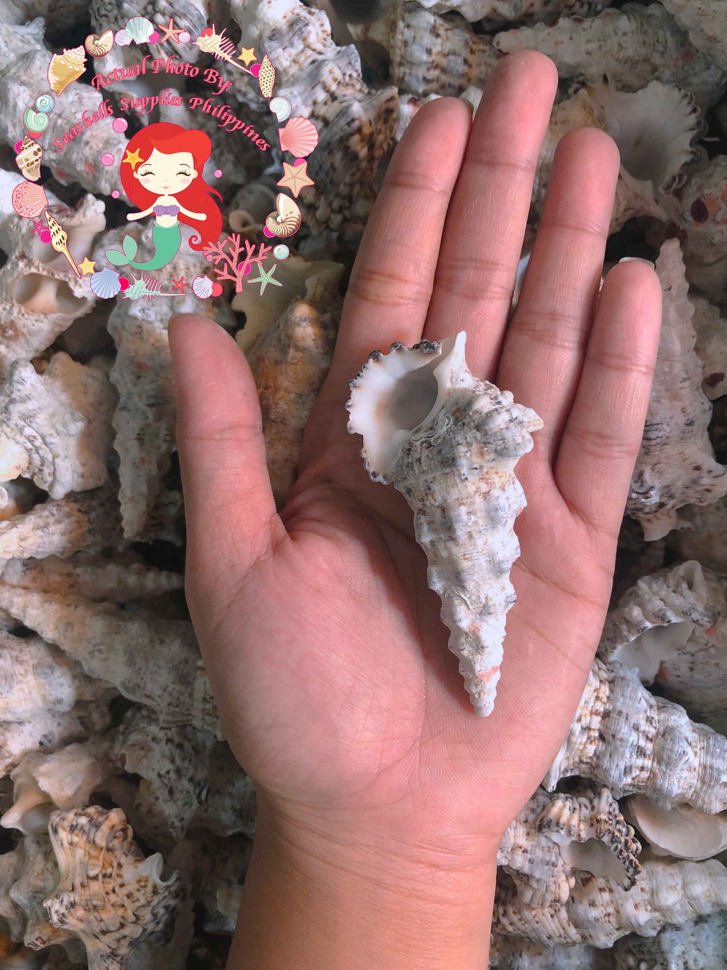 1 Kilo | Nodolussum | Giant Knobbed Cerith | Seashells | Sea shells