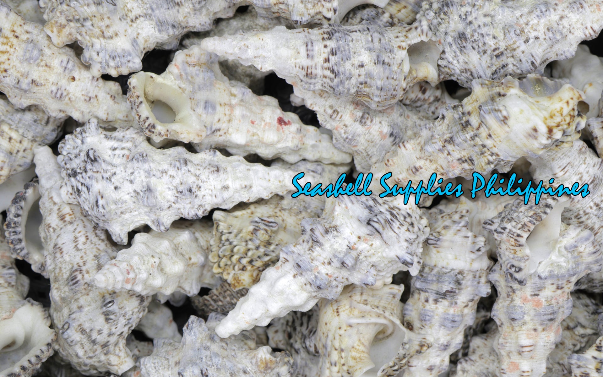 Nodulossum | Giant Knobbed Cerith | Cerithium nodulosum var. gigantea