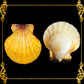 1 Kilo | Orange Vexillum | Distant Scallop | Seashells | Sea shells