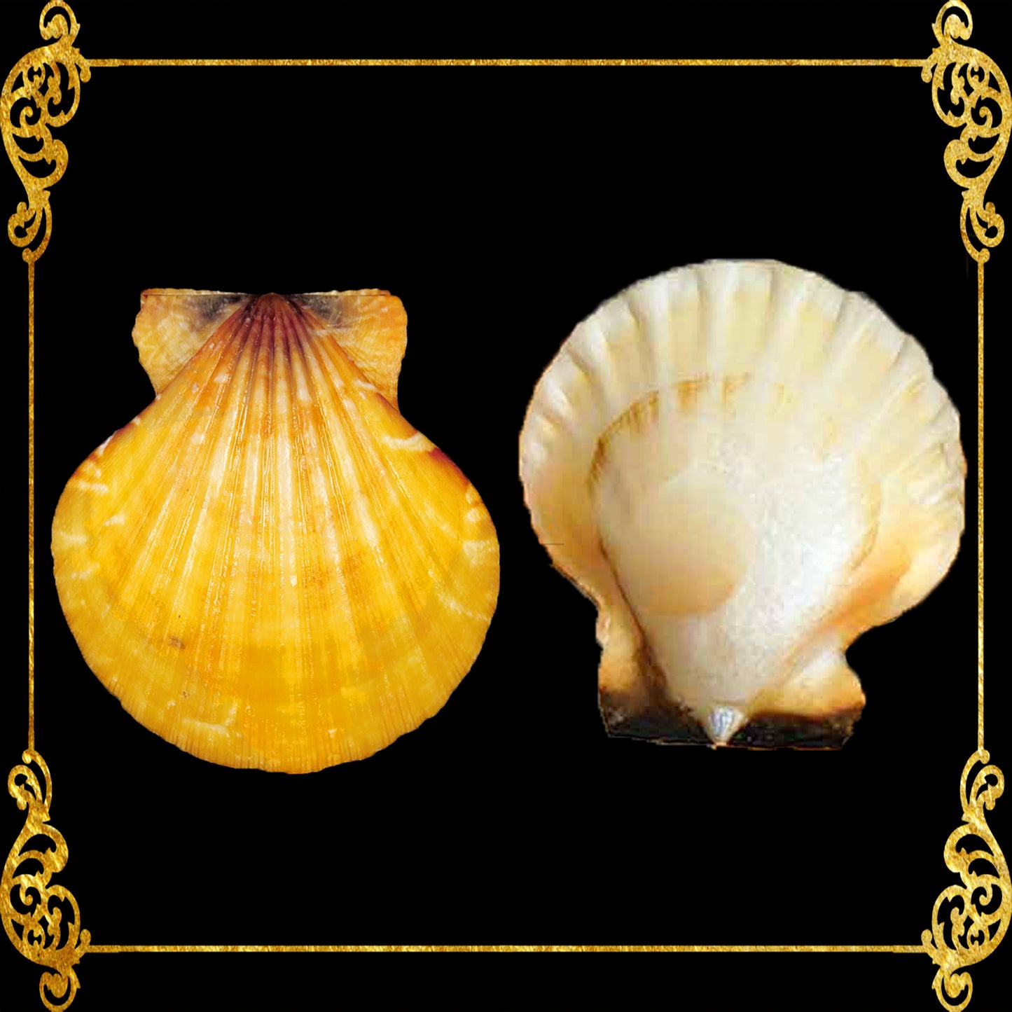 1 Kilo | Orange Vexillum | Distant Scallop | Seashells | Sea shells