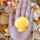 1 Kilo | Orange Vexillum | Distant Scallop | Seashells | Sea shells