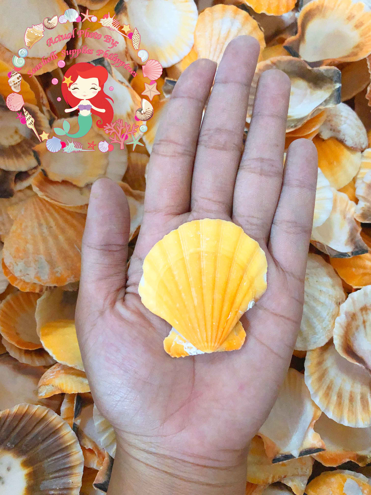 Orange Vexillum | Distant Scallop | Pecten vexillum
