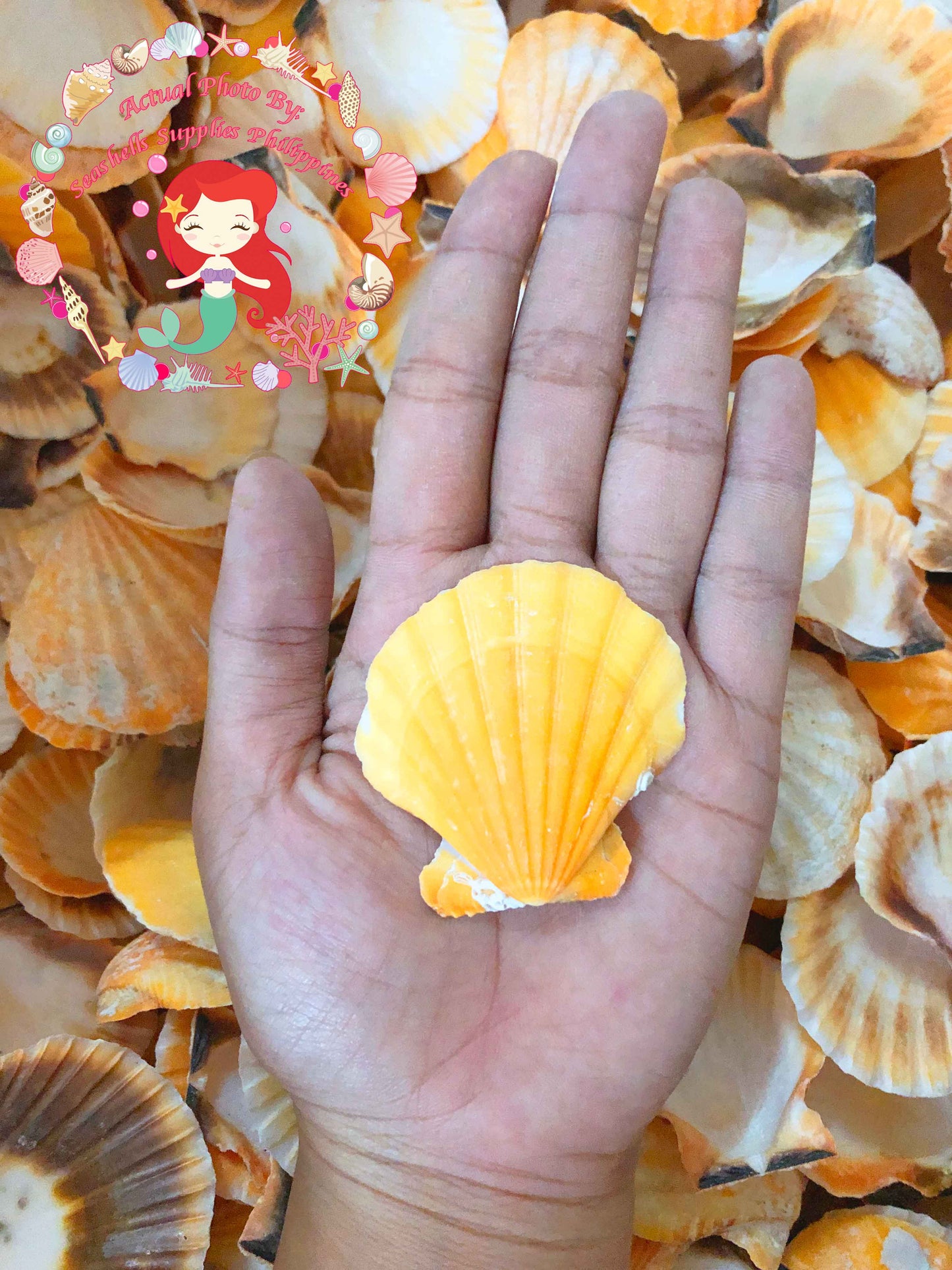 1 Kilo | Orange Vexillum | Distant Scallop | Seashells | Sea shells
