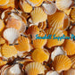 1 Kilo | Orange Vexillum | Distant Scallop | Seashells | Sea shells